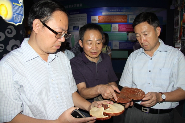 杭州亞運會官方靈芝產(chǎn)品供應(yīng)商|杭州亞運會官方供應(yīng)商|中國靈芝十大品牌|仙客來靈芝|仙客來靈芝破壁孢子粉|仙客來孢子油|仙客來靈芝飲片|仙客來破壁孢子粉|靈芝孢子油|孢子粉|靈芝破壁孢子粉|靈芝|中華老字號 杭州亞運會官方靈芝產(chǎn)品供應(yīng)商|杭州亞運會官方供應(yīng)商|中國靈芝十大品牌|仙客來靈芝|仙客來靈芝破壁孢子粉|仙客來孢子油|仙客來靈芝飲片|仙客來破壁孢子粉|靈芝孢子油|孢子粉|靈芝破壁孢子粉|靈芝|中華老字號