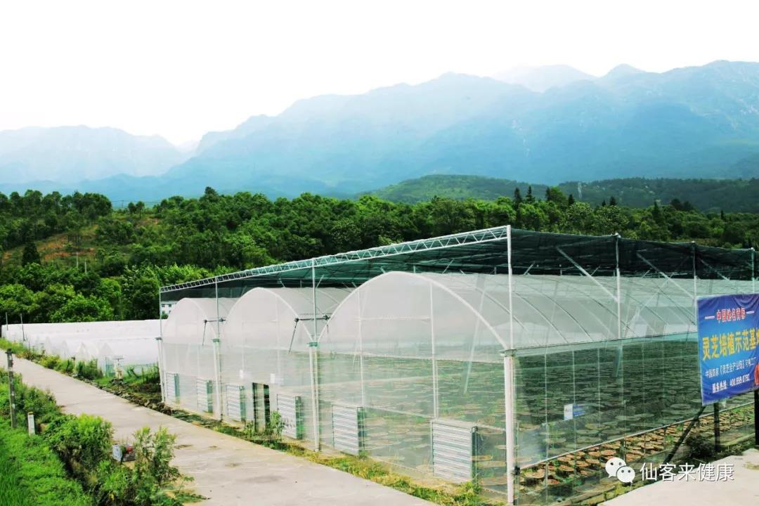 中國靈芝十大品牌|仙客來靈芝|仙客來靈芝破壁孢子粉|仙客來孢子油|仙客來靈芝飲片|仙客來破壁孢子粉|仙客來靈芝中藥飲片|馳名商標(biāo)|www.stfilm.cn| 中國靈芝十大品牌|仙客來靈芝|仙客來靈芝破壁孢子粉|仙客來孢子油|仙客來靈芝飲片|仙客來破壁孢子粉|仙客來靈芝中藥飲片|馳名商標(biāo)|www.stfilm.cn|