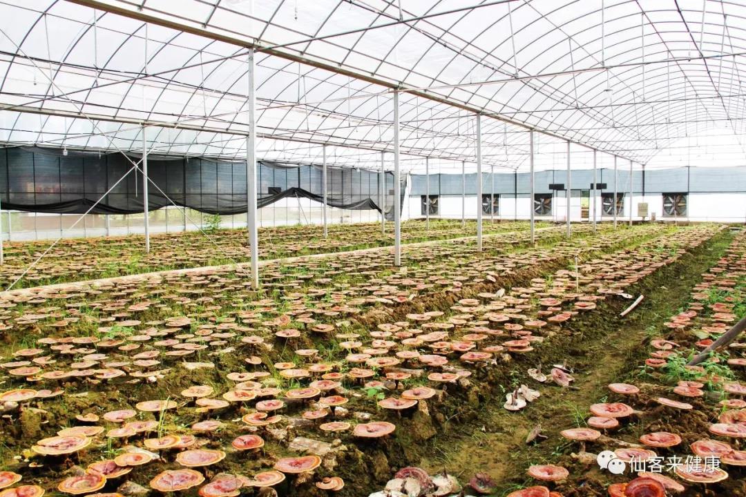 中國靈芝十大品牌|仙客來靈芝|仙客來靈芝破壁孢子粉|仙客來孢子油|仙客來靈芝飲片|仙客來破壁孢子粉|仙客來靈芝中藥飲片|馳名商標(biāo)|www.stfilm.cn| 中國靈芝十大品牌|仙客來靈芝|仙客來靈芝破壁孢子粉|仙客來孢子油|仙客來靈芝飲片|仙客來破壁孢子粉|仙客來靈芝中藥飲片|馳名商標(biāo)|www.stfilm.cn|