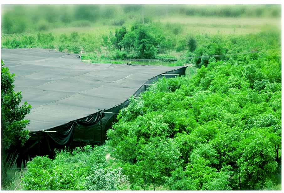 中國靈芝十大品牌|仙客來靈芝|仙客來靈芝破壁孢子粉|仙客來孢子油|仙客來靈芝飲片|仙客來破壁孢子粉|仙客來靈芝中藥飲片|馳名商標|www.stfilm.cn|