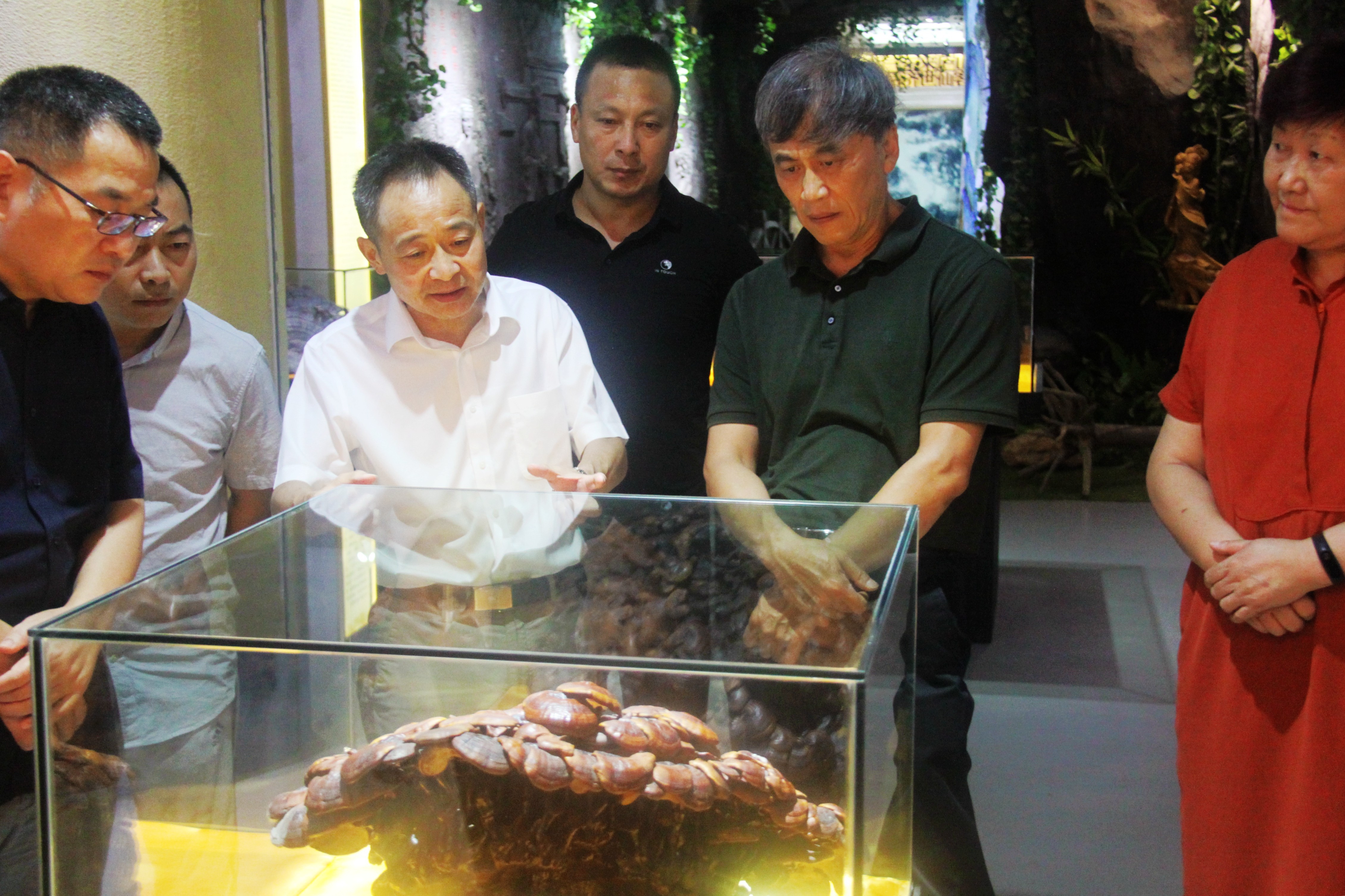 中國靈芝十大品牌|仙客來靈芝|仙客來靈芝破壁孢子粉|仙客來孢子油|仙客來靈芝飲片|仙客來破壁孢子粉|仙客來靈芝中藥飲片|馳名商標(biāo)|www.stfilm.cn|