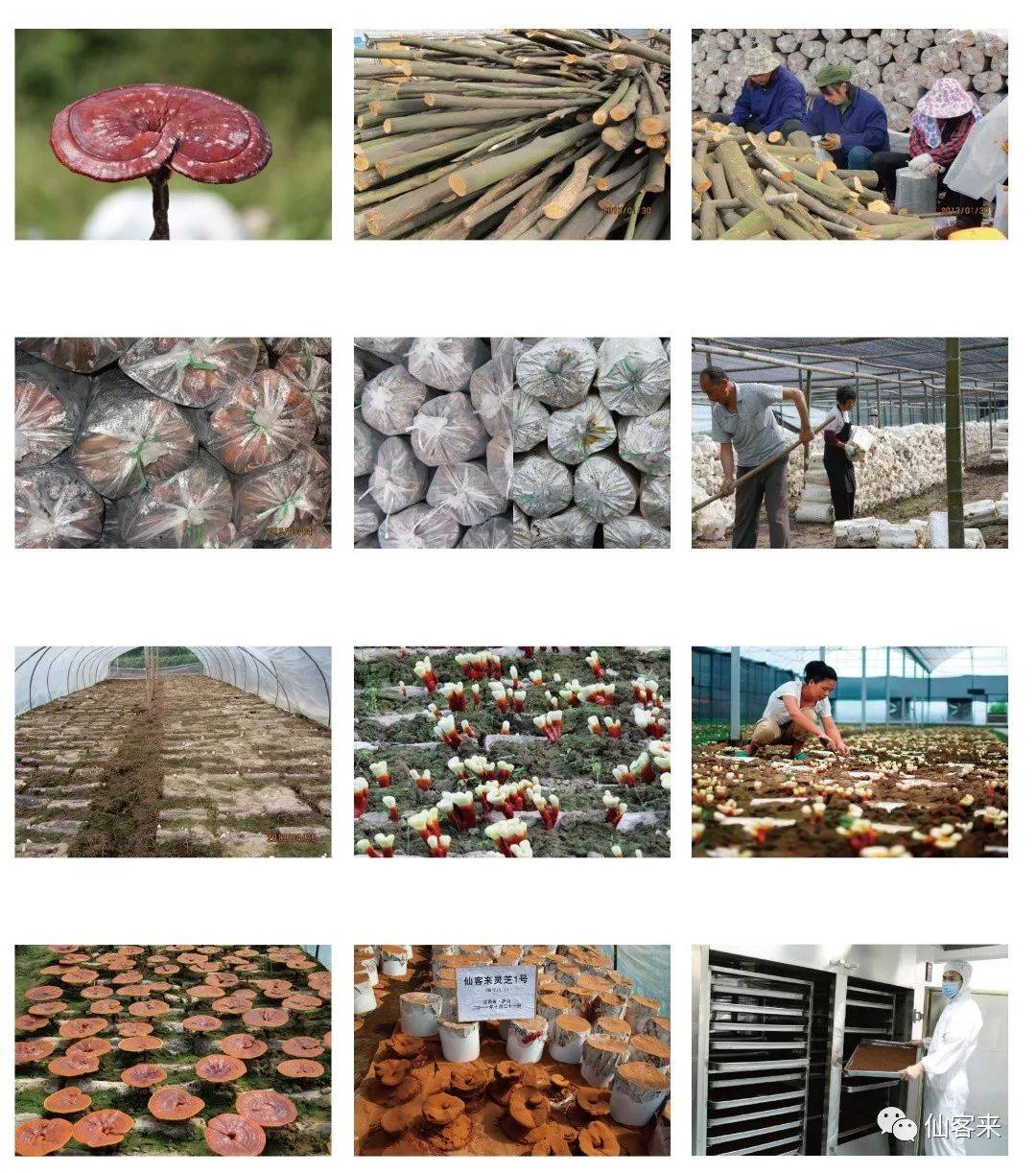 中國(guó)靈芝十大品牌|仙客來(lái)靈芝|仙客來(lái)靈芝破壁孢子粉|仙客來(lái)孢子油|仙客來(lái)靈芝飲片|仙客來(lái)破壁孢子粉|仙客來(lái)靈芝中藥飲片|馳名商標(biāo)|www.stfilm.cn|