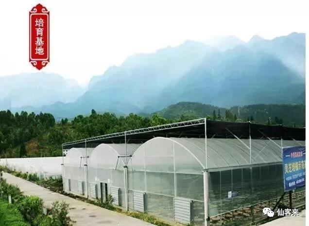 中國(guó)靈芝十大品牌|仙客來(lái)靈芝|仙客來(lái)靈芝破壁孢子粉|仙客來(lái)孢子油|仙客來(lái)靈芝飲片|仙客來(lái)破壁孢子粉|仙客來(lái)靈芝中藥飲片|馳名商標(biāo)|www.stfilm.cn|