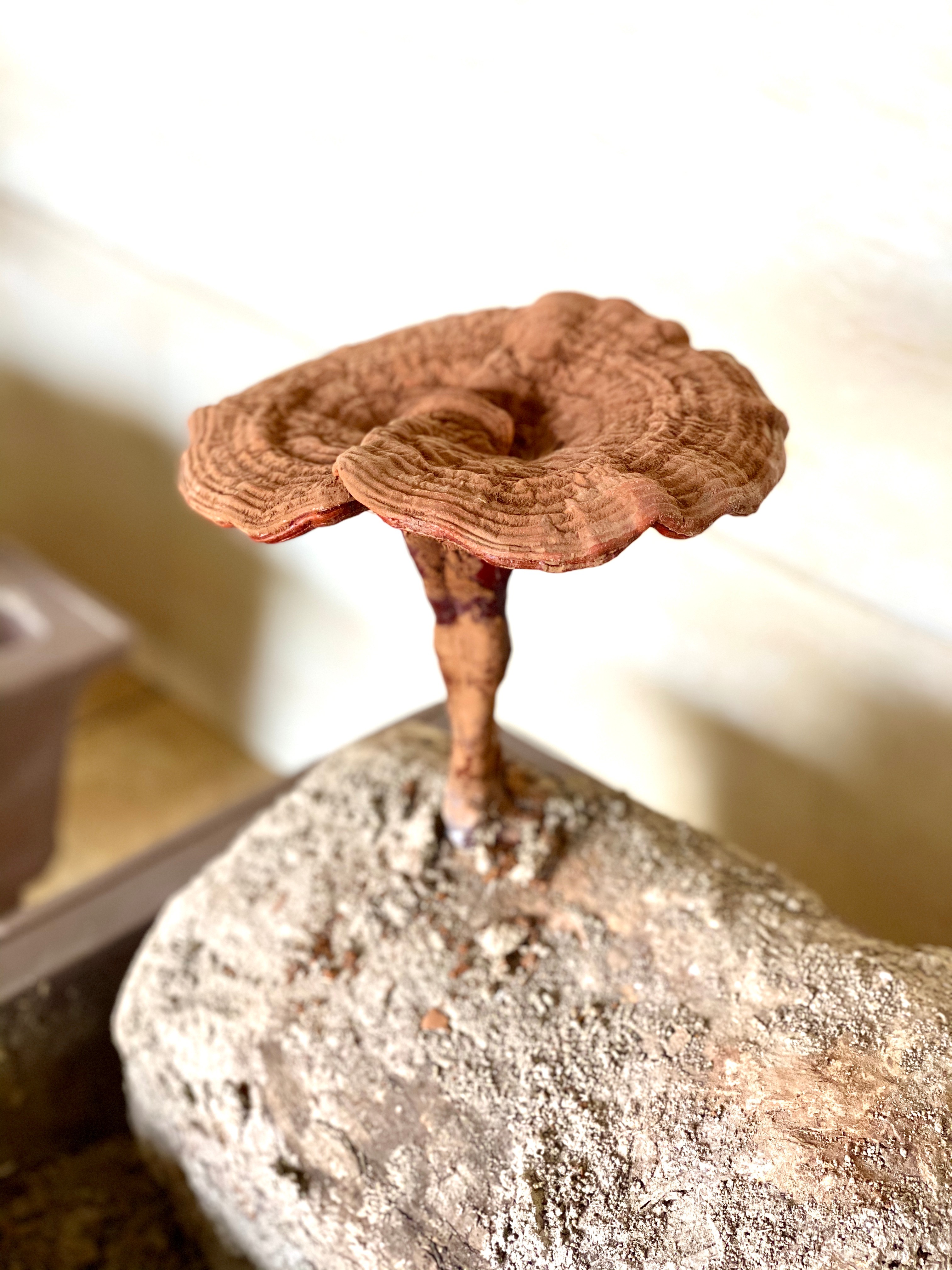 杭州亞運(yùn)會(huì)官方靈芝產(chǎn)品供應(yīng)商|杭州亞運(yùn)會(huì)官方供應(yīng)商|中國(guó)靈芝十大品牌|仙客來(lái)靈芝|仙客來(lái)靈芝破壁孢子粉|仙客來(lái)孢子油|仙客來(lái)靈芝飲片|仙客來(lái)破壁孢子粉|靈芝孢子油|孢子粉|靈芝破壁孢子粉|靈芝|中華老字號(hào)