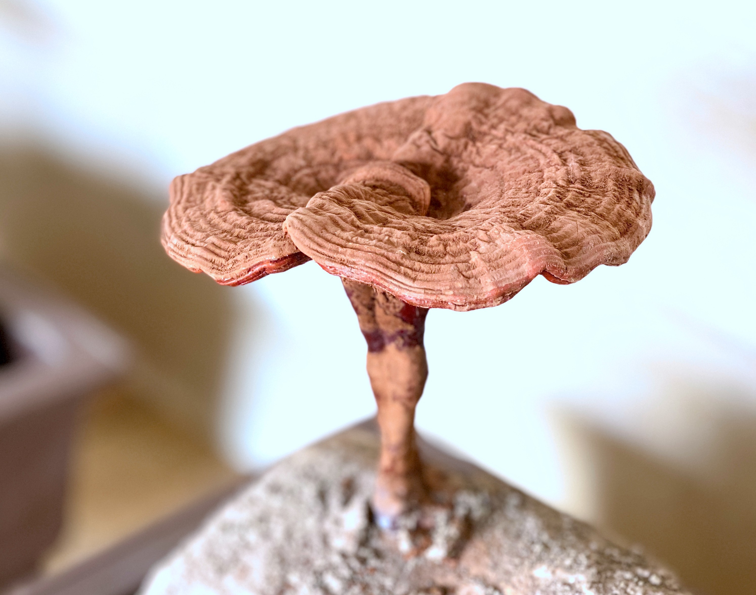 杭州亞運(yùn)會(huì)官方靈芝產(chǎn)品供應(yīng)商|杭州亞運(yùn)會(huì)官方供應(yīng)商|中國(guó)靈芝十大品牌|仙客來(lái)靈芝|仙客來(lái)靈芝破壁孢子粉|仙客來(lái)孢子油|仙客來(lái)靈芝飲片|仙客來(lái)破壁孢子粉|靈芝孢子油|孢子粉|靈芝破壁孢子粉|靈芝|中華老字號(hào) 杭州亞運(yùn)會(huì)官方靈芝產(chǎn)品供應(yīng)商|杭州亞運(yùn)會(huì)官方供應(yīng)商|中國(guó)靈芝十大品牌|仙客來(lái)靈芝|仙客來(lái)靈芝破壁孢子粉|仙客來(lái)孢子油|仙客來(lái)靈芝飲片|仙客來(lái)破壁孢子粉|靈芝孢子油|孢子粉|靈芝破壁孢子粉|靈芝|中華老字號(hào)