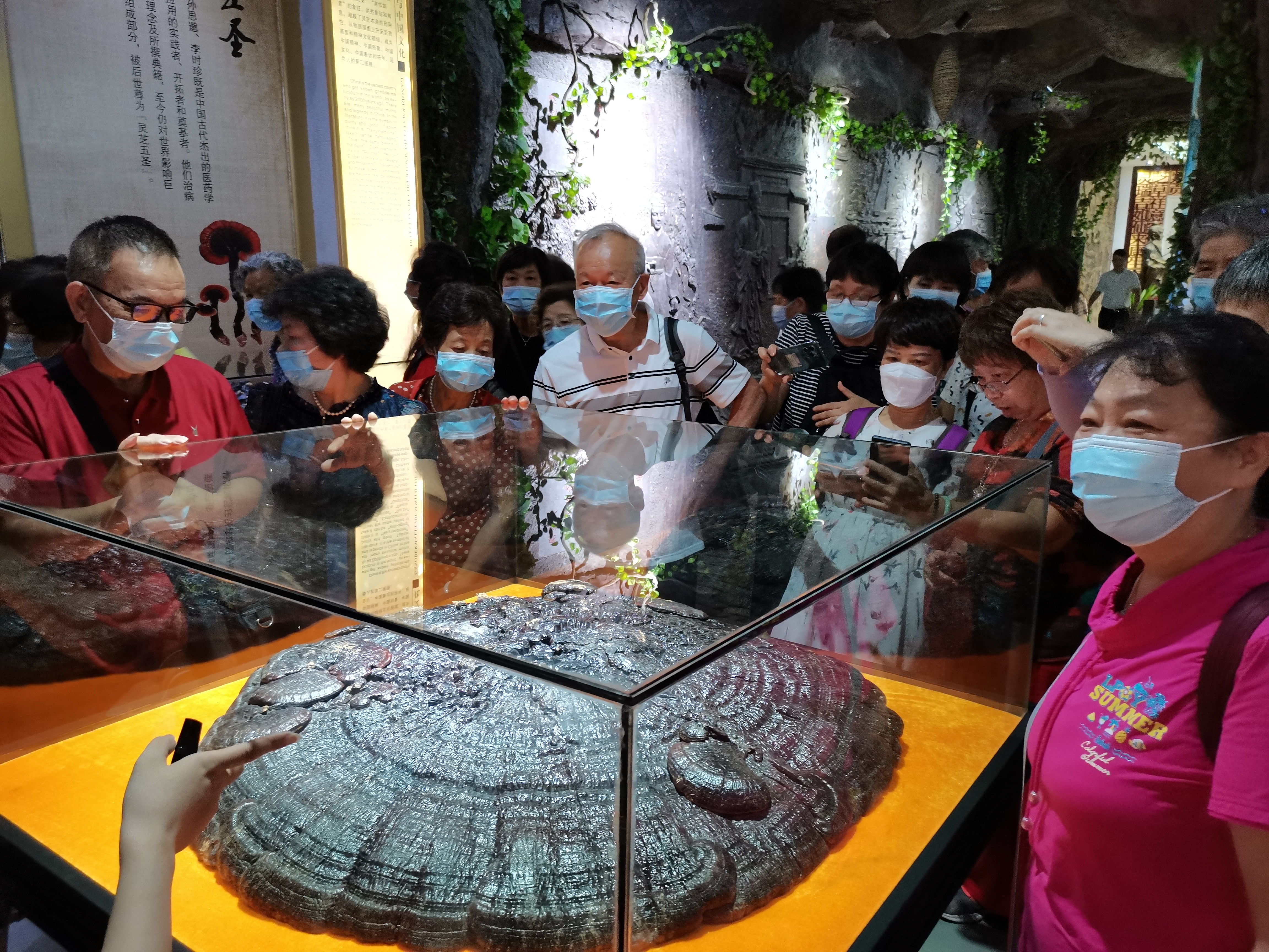 杭州亞運(yùn)會官方靈芝產(chǎn)品供應(yīng)商|杭州亞運(yùn)會官方供應(yīng)商|中國靈芝十大品牌|仙客來靈芝|仙客來靈芝破壁孢子粉|仙客來孢子油|仙客來靈芝飲片|仙客來破壁孢子粉|靈芝孢子油|孢子粉|靈芝破壁孢子粉|靈芝|中華老字號 杭州亞運(yùn)會官方靈芝產(chǎn)品供應(yīng)商|杭州亞運(yùn)會官方供應(yīng)商|中國靈芝十大品牌|仙客來靈芝|仙客來靈芝破壁孢子粉|仙客來孢子油|仙客來靈芝飲片|仙客來破壁孢子粉|靈芝孢子油|孢子粉|靈芝破壁孢子粉|靈芝|中華老字號