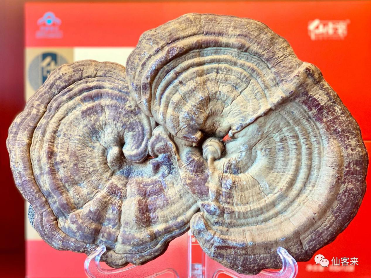 杭州亞運(yùn)會官方靈芝產(chǎn)品供應(yīng)商|杭州亞運(yùn)會官方供應(yīng)商|中國靈芝十大品牌|仙客來靈芝|仙客來靈芝破壁孢子粉|仙客來孢子油|仙客來靈芝飲片|仙客來破壁孢子粉|靈芝孢子油|孢子粉|靈芝破壁孢子粉|靈芝|中華老字號 杭州亞運(yùn)會官方靈芝產(chǎn)品供應(yīng)商|杭州亞運(yùn)會官方供應(yīng)商|中國靈芝十大品牌|仙客來靈芝|仙客來靈芝破壁孢子粉|仙客來孢子油|仙客來靈芝飲片|仙客來破壁孢子粉|靈芝孢子油|孢子粉|靈芝破壁孢子粉|靈芝|中華老字號