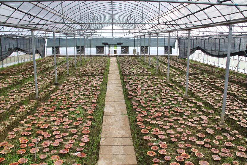 杭州亞運(yùn)會(huì)官方靈芝產(chǎn)品供應(yīng)商|杭州亞運(yùn)會(huì)官方供應(yīng)商|中國(guó)靈芝十大品牌|仙客來(lái)靈芝|仙客來(lái)靈芝破壁孢子粉|仙客來(lái)孢子油|仙客來(lái)靈芝飲片|仙客來(lái)破壁孢子粉|靈芝孢子油|孢子粉|靈芝破壁孢子粉|靈芝|中華老字號(hào) 杭州亞運(yùn)會(huì)官方靈芝產(chǎn)品供應(yīng)商|杭州亞運(yùn)會(huì)官方供應(yīng)商|中國(guó)靈芝十大品牌|仙客來(lái)靈芝|仙客來(lái)靈芝破壁孢子粉|仙客來(lái)孢子油|仙客來(lái)靈芝飲片|仙客來(lái)破壁孢子粉|靈芝孢子油|孢子粉|靈芝破壁孢子粉|靈芝|中華老字號(hào)