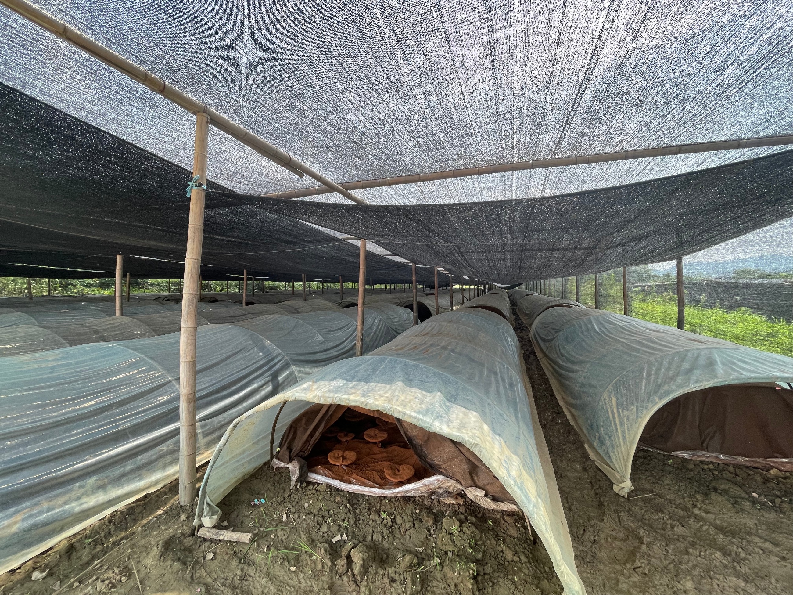 杭州亞運(yùn)會官方靈芝產(chǎn)品供應(yīng)商|杭州亞運(yùn)會官方供應(yīng)商|中國靈芝十大品牌|仙客來靈芝|仙客來靈芝破壁孢子粉|仙客來孢子油|仙客來靈芝飲片|仙客來破壁孢子粉|靈芝孢子油|孢子粉|靈芝破壁孢子粉|靈芝|中華老字號 杭州亞運(yùn)會官方靈芝產(chǎn)品供應(yīng)商|杭州亞運(yùn)會官方供應(yīng)商|中國靈芝十大品牌|仙客來靈芝|仙客來靈芝破壁孢子粉|仙客來孢子油|仙客來靈芝飲片|仙客來破壁孢子粉|靈芝孢子油|孢子粉|靈芝破壁孢子粉|靈芝|中華老字號