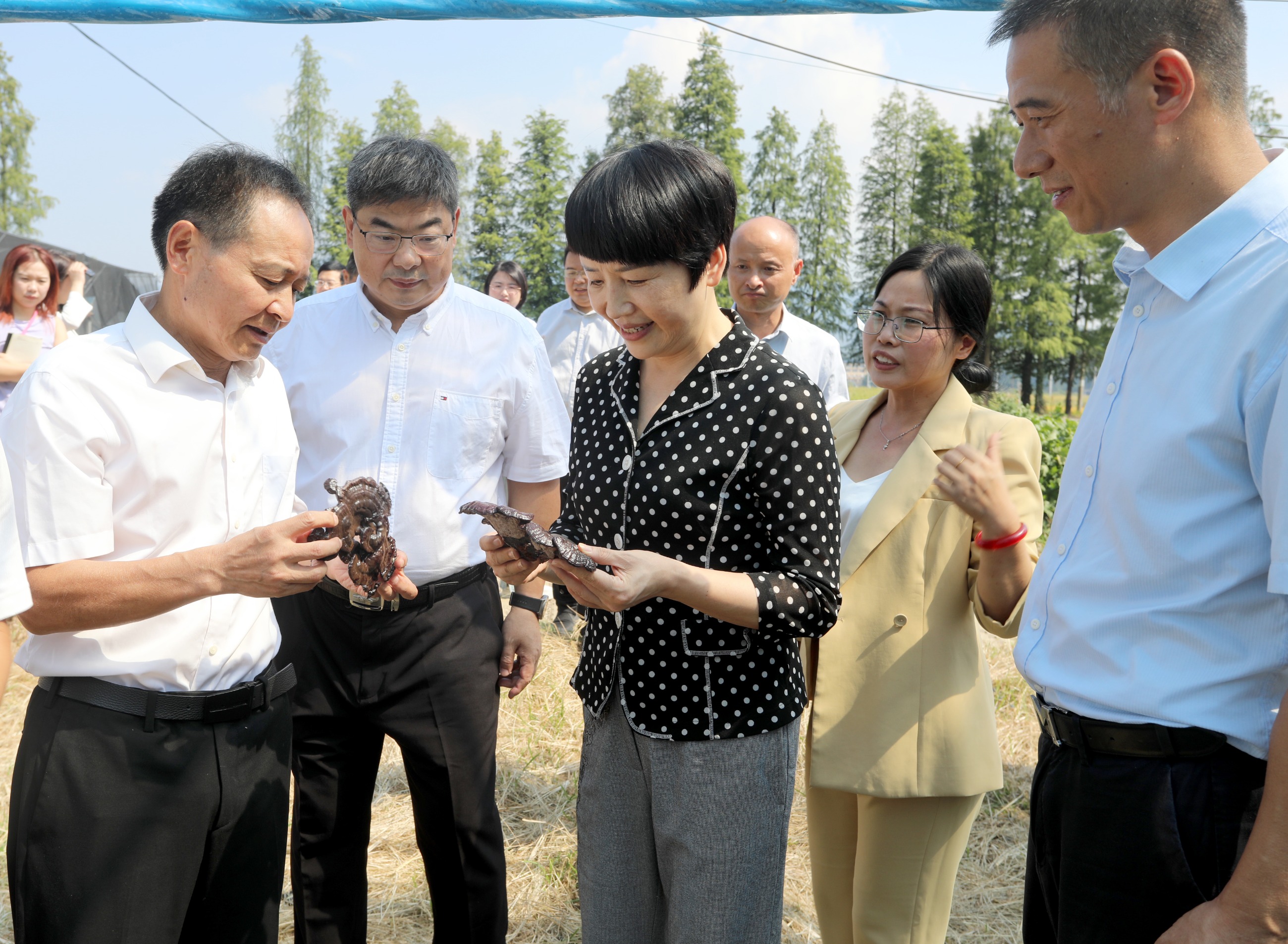 杭州亞運(yùn)會(huì)官方靈芝產(chǎn)品供應(yīng)商|杭州亞運(yùn)會(huì)官方供應(yīng)商|中國靈芝十大品牌|仙客來靈芝|仙客來靈芝破壁孢子粉|仙客來孢子油|仙客來靈芝飲片|仙客來破壁孢子粉|靈芝孢子油|孢子粉|靈芝破壁孢子粉|靈芝|中華老字號(hào) 杭州亞運(yùn)會(huì)官方靈芝產(chǎn)品供應(yīng)商|杭州亞運(yùn)會(huì)官方供應(yīng)商|中國靈芝十大品牌|仙客來靈芝|仙客來靈芝破壁孢子粉|仙客來孢子油|仙客來靈芝飲片|仙客來破壁孢子粉|靈芝孢子油|孢子粉|靈芝破壁孢子粉|靈芝|中華老字號(hào)
