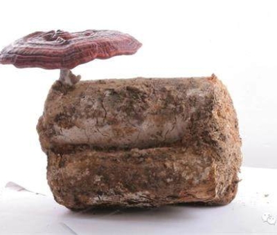 小滿時(shí)節(jié)脾胃失調(diào)，如何養(yǎng)生才健康？